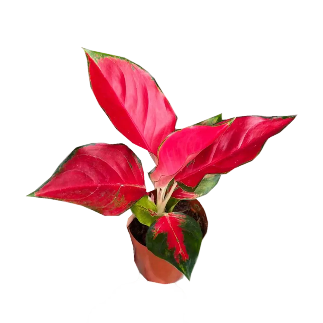 Aglaonema Suksom Jaipong