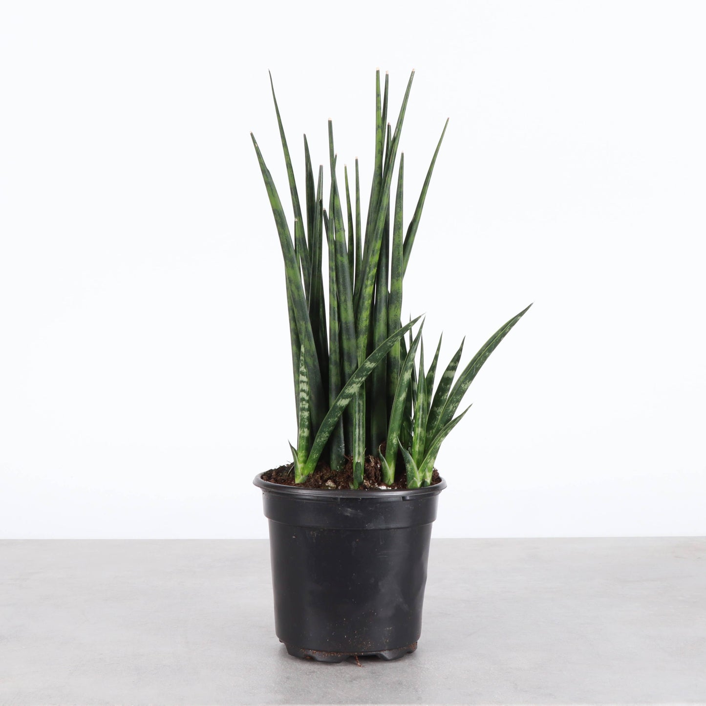 Sansevieria Fernwood