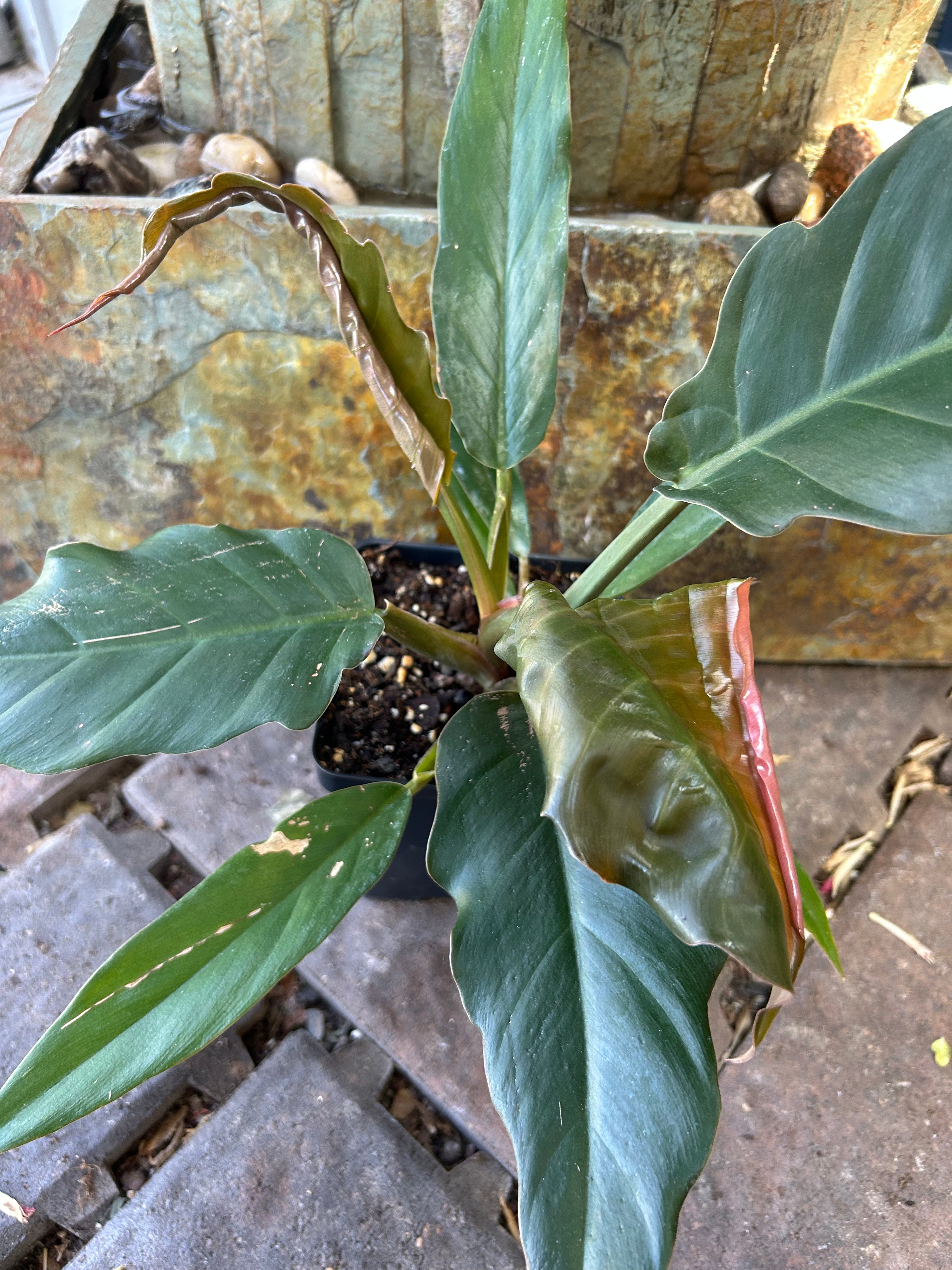 Choco Empress Philodendron