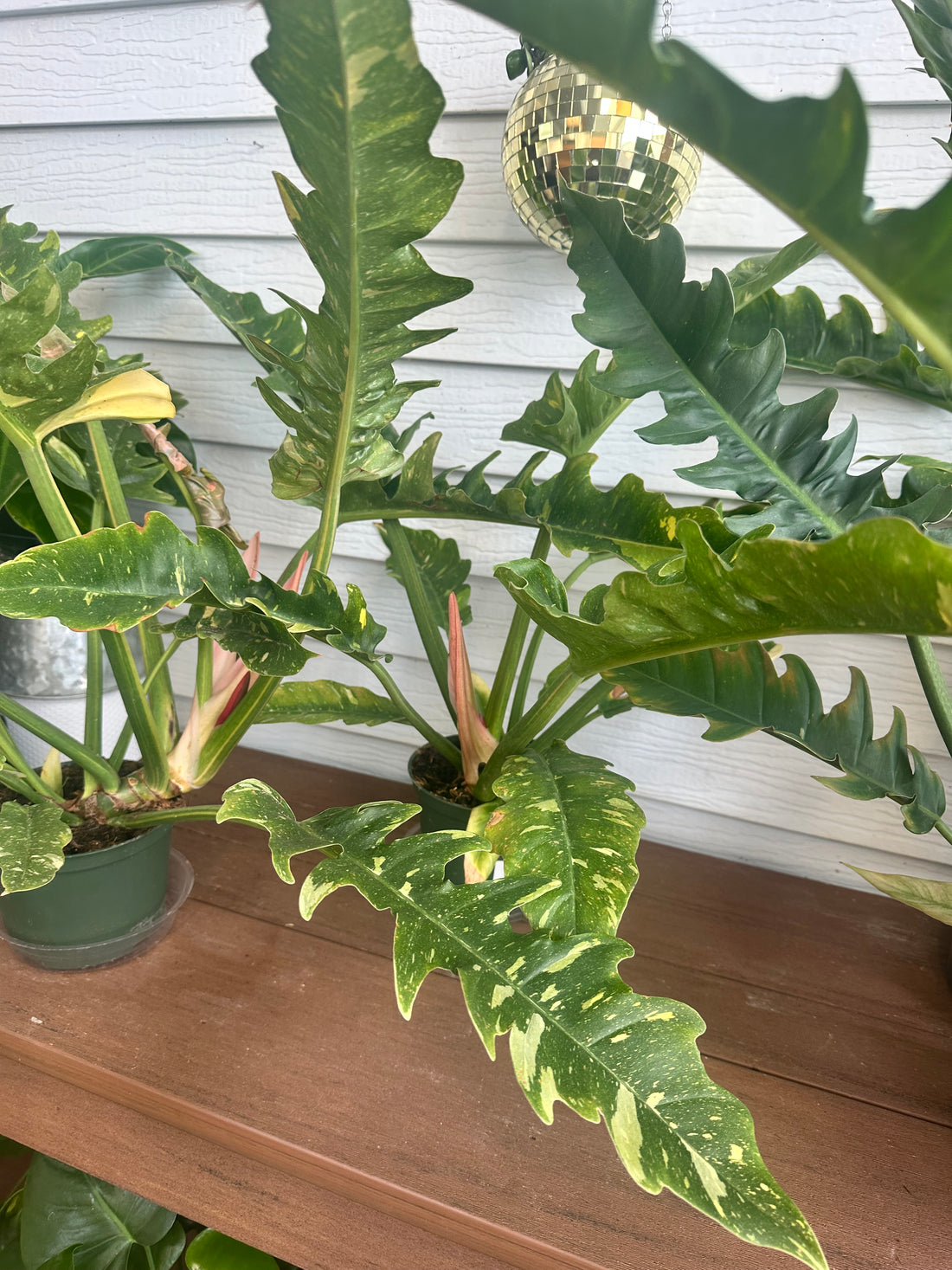 6" Philly Ring of Fire