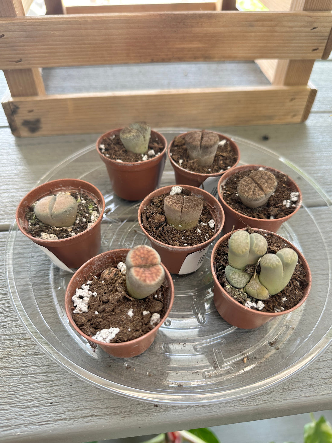 Lithop Living Stone