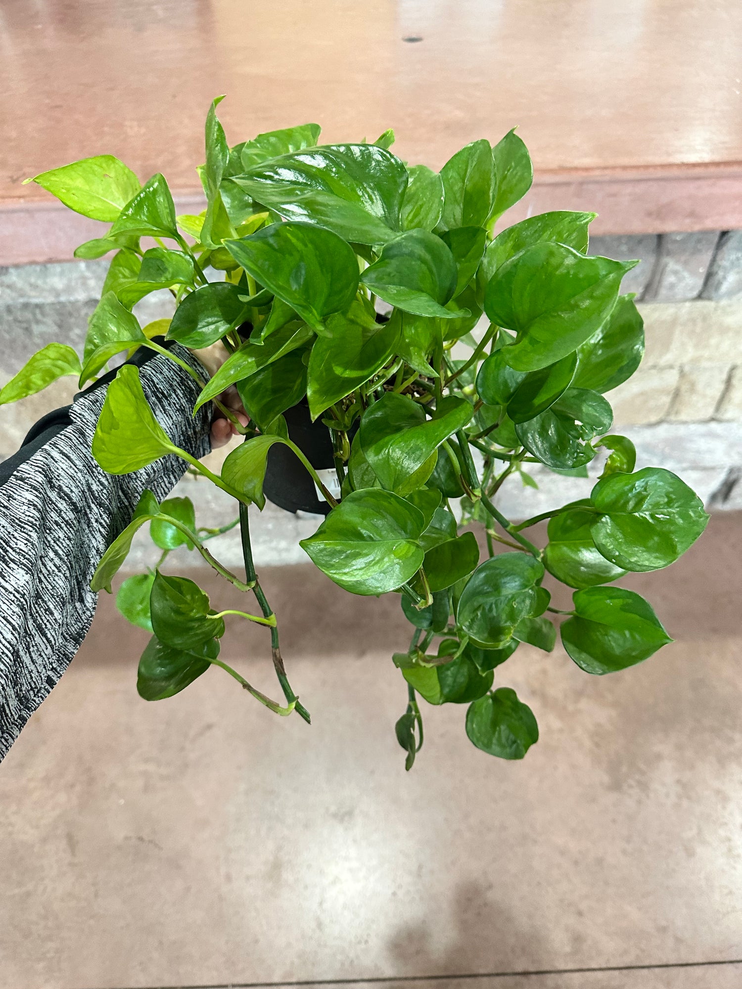 Lemon Top Pothos