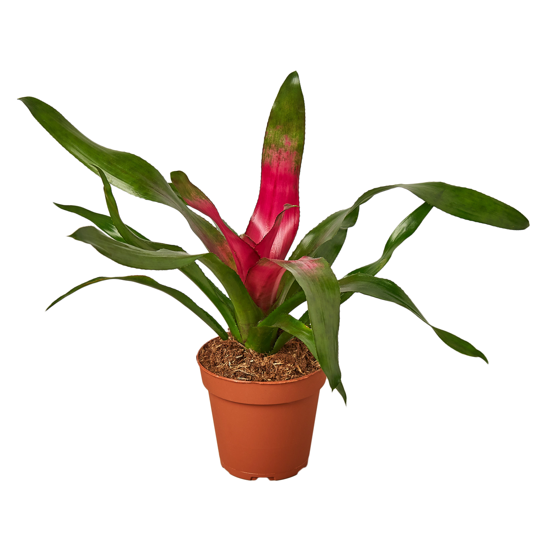 Bromeliad &