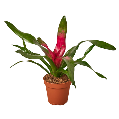 Bromeliad &