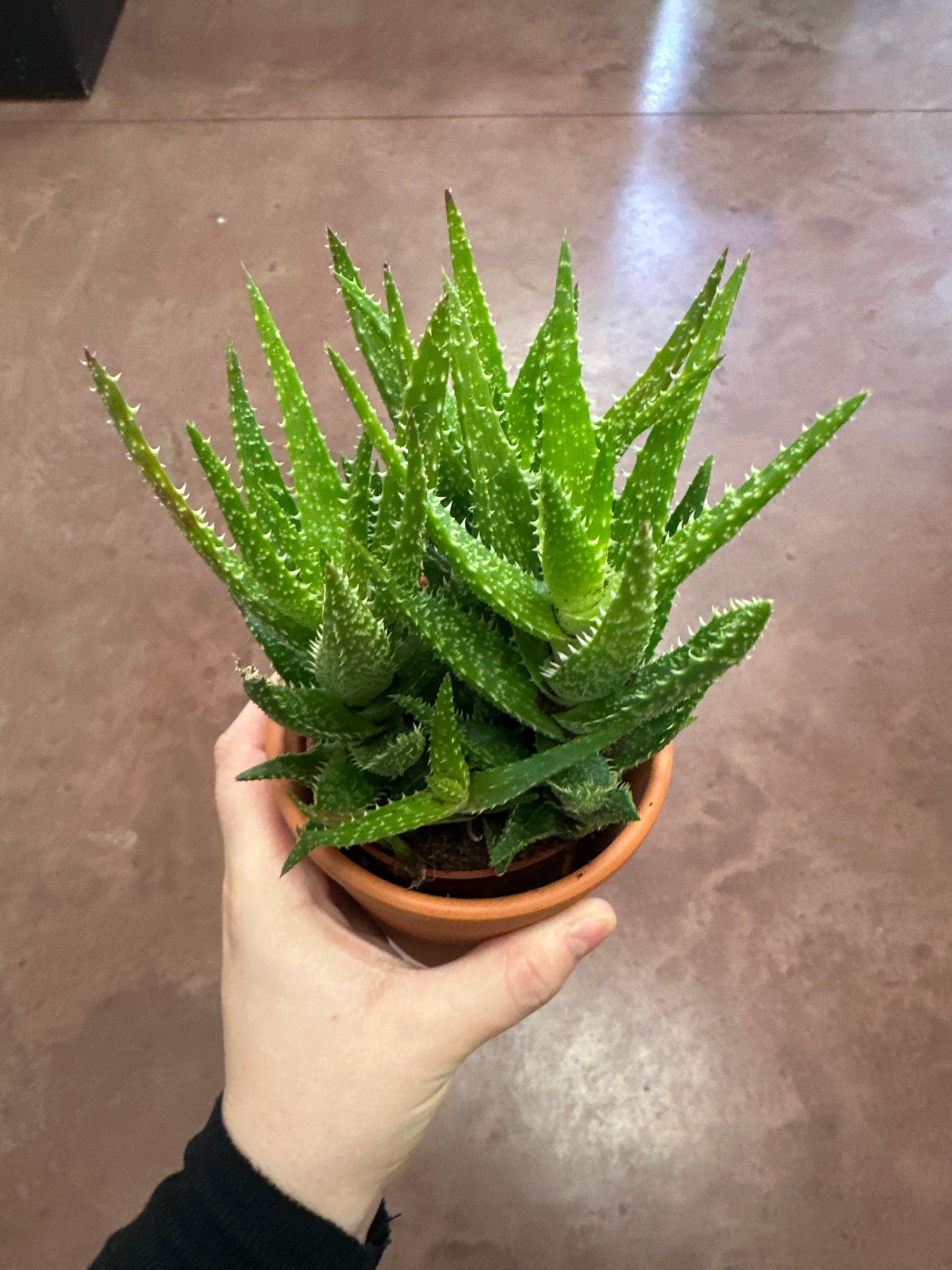 Desert Gem Aloe