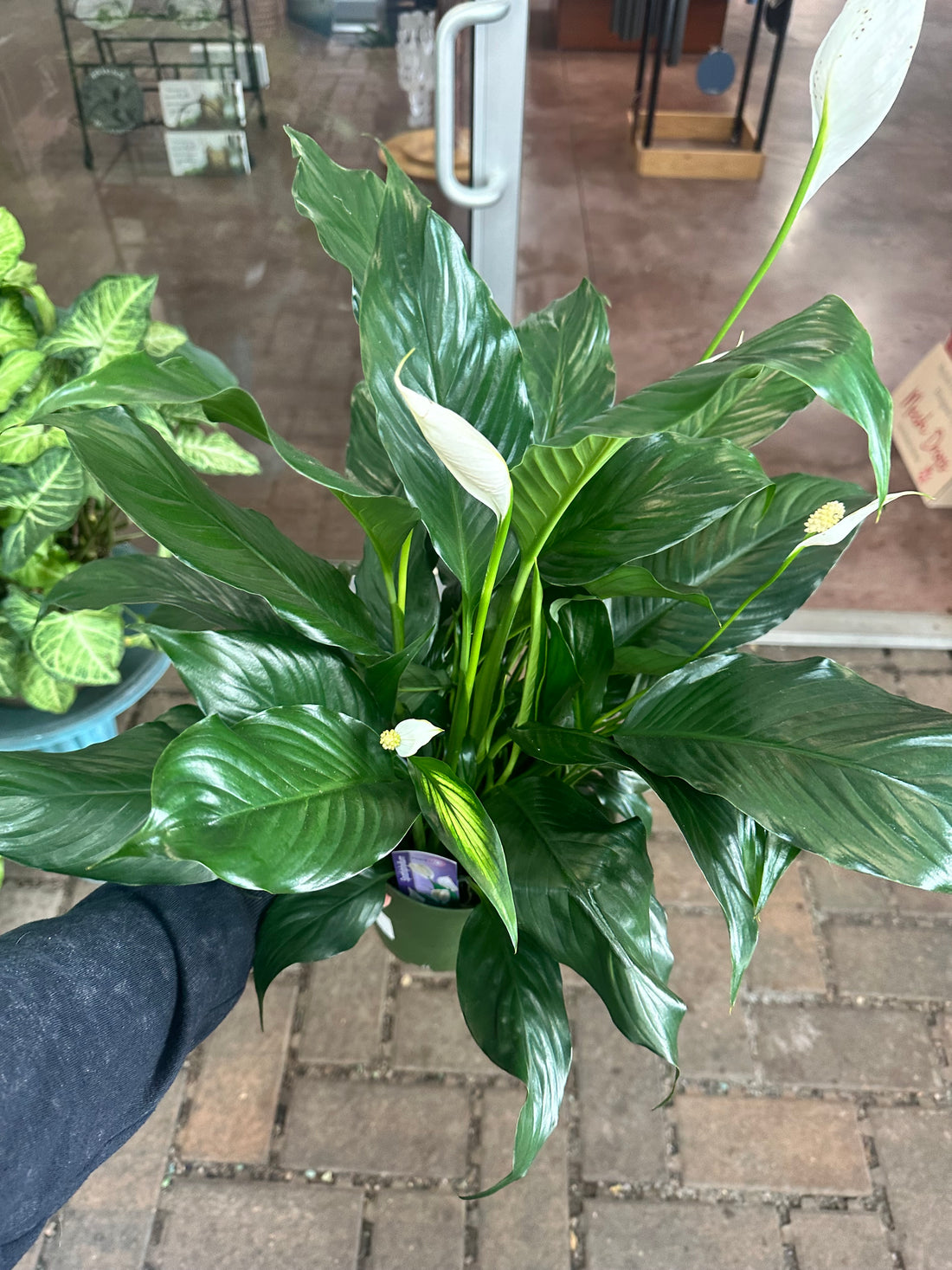 6" Peace Lily