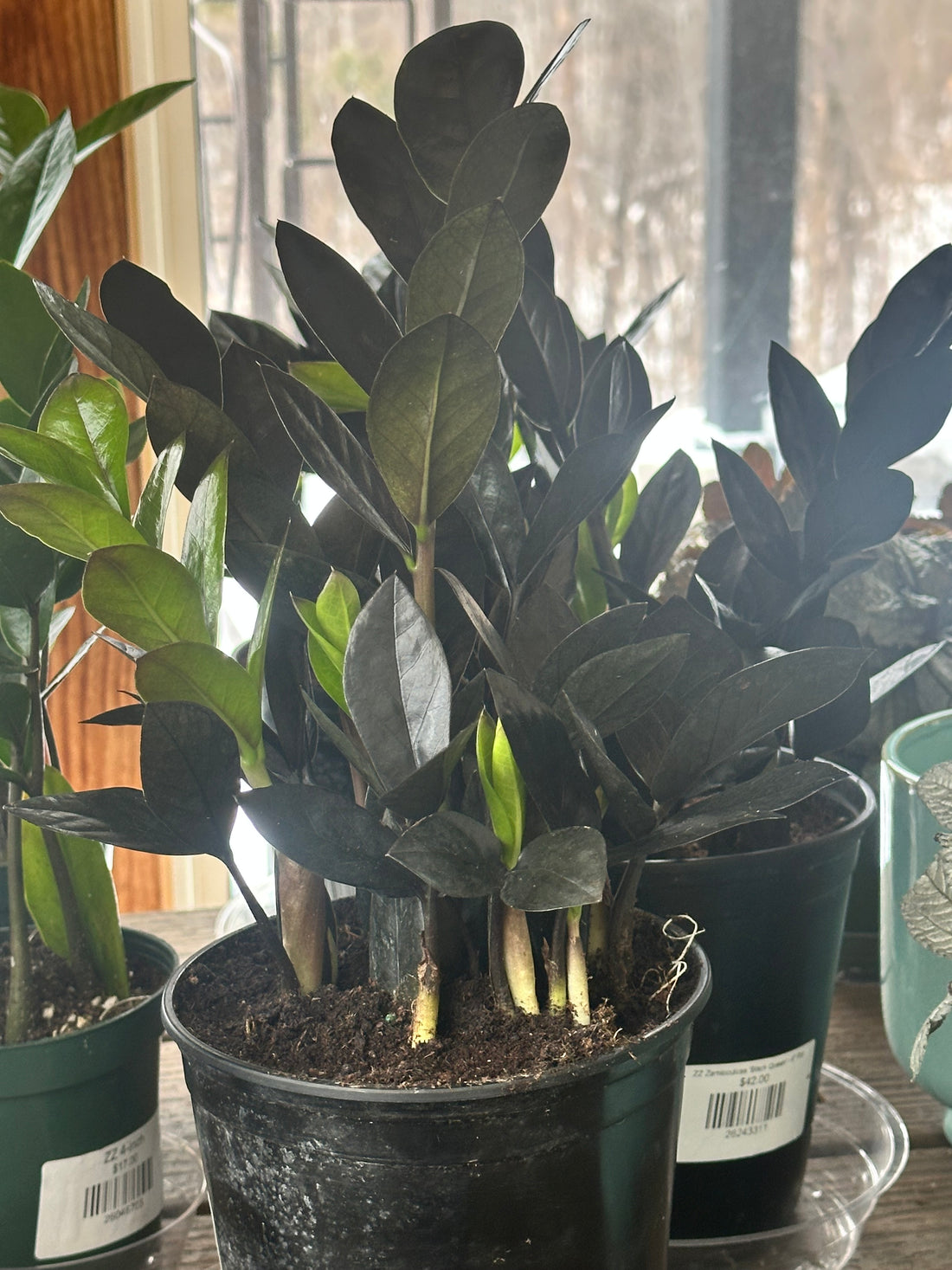 ZZ Zamioculcas &
