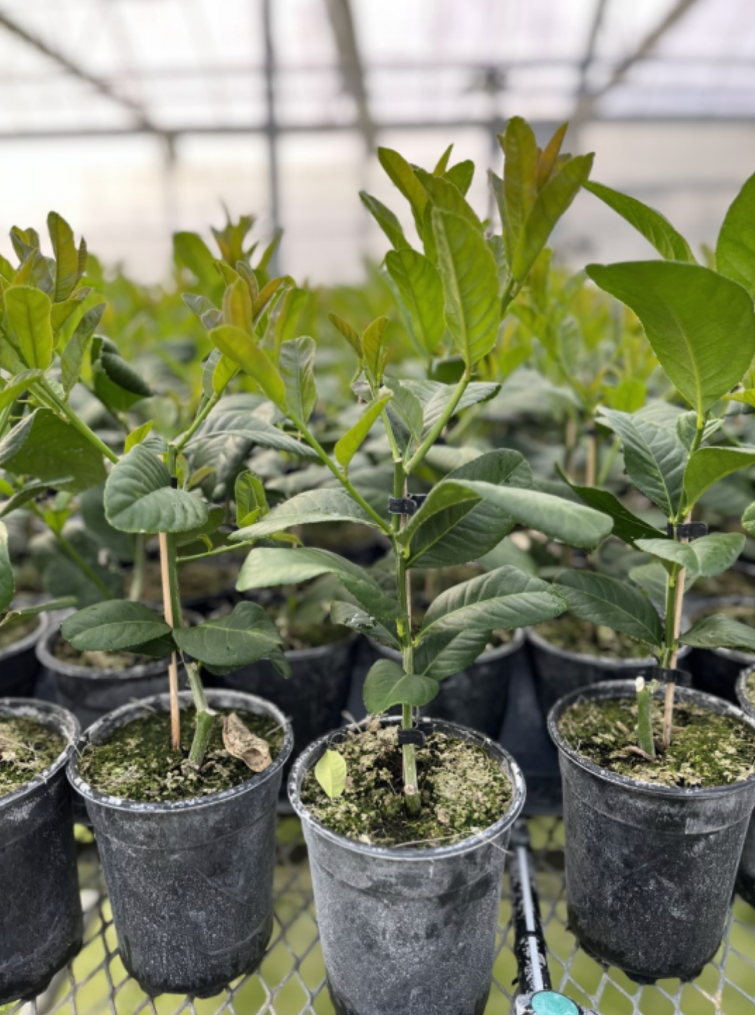 Navel Orange Tree