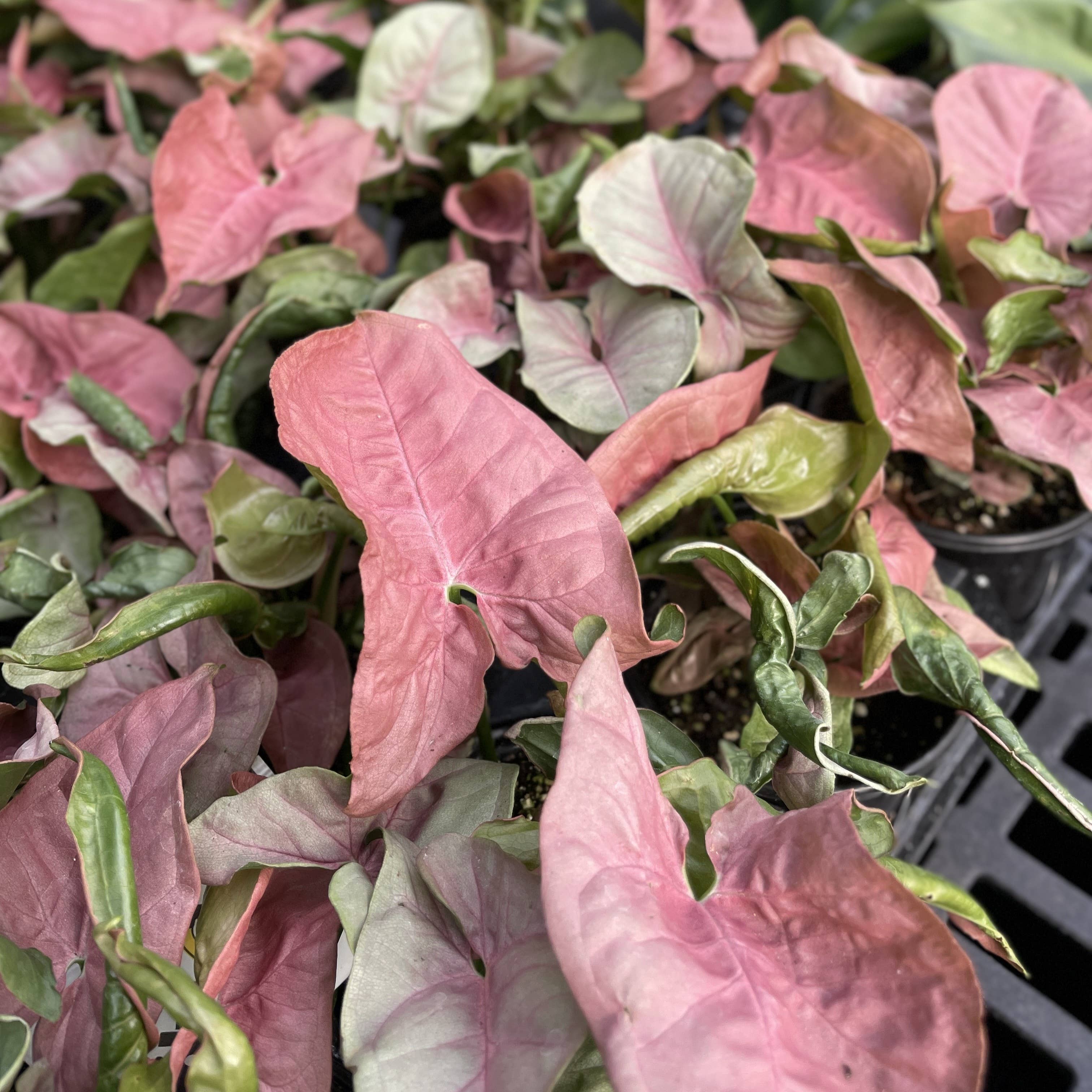 Pink Butterfly Syngonium