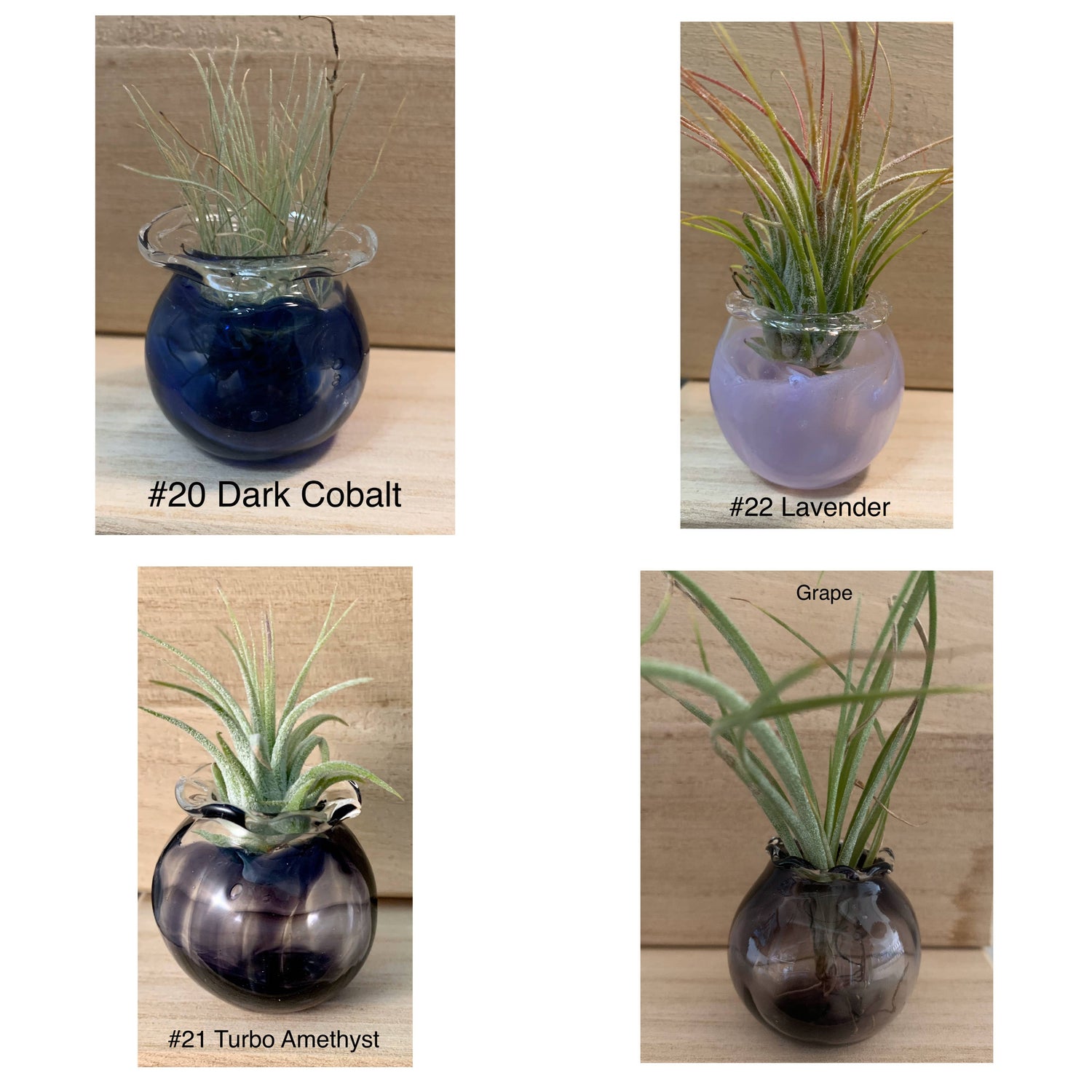 Jellyfish Glass Vessels with Air Plant