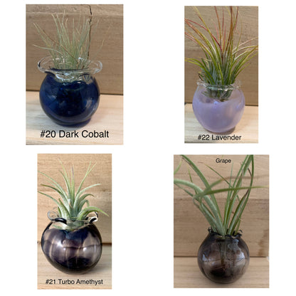 Jellyfish Glass Vessels with Air Plant