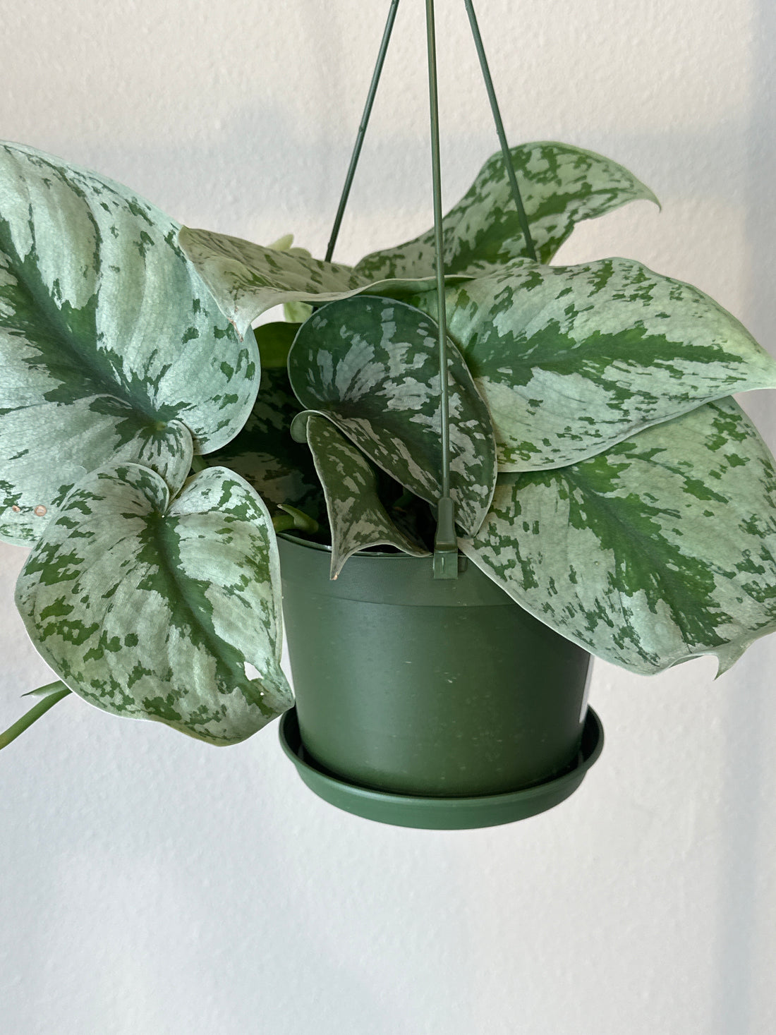 6" Silver Satin Pothos Hanging Basket