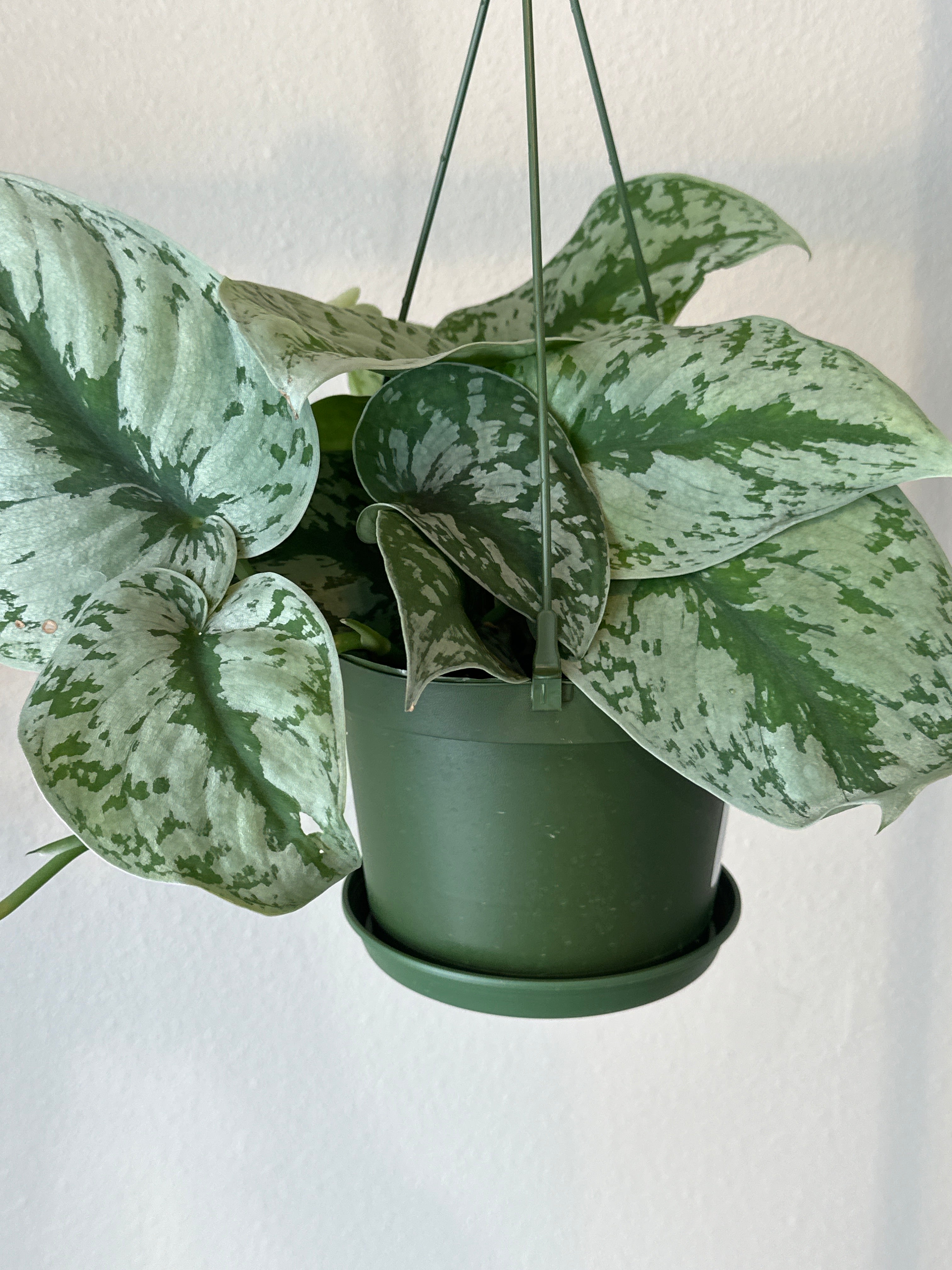 6" Silver Satin Pothos Hanging Basket