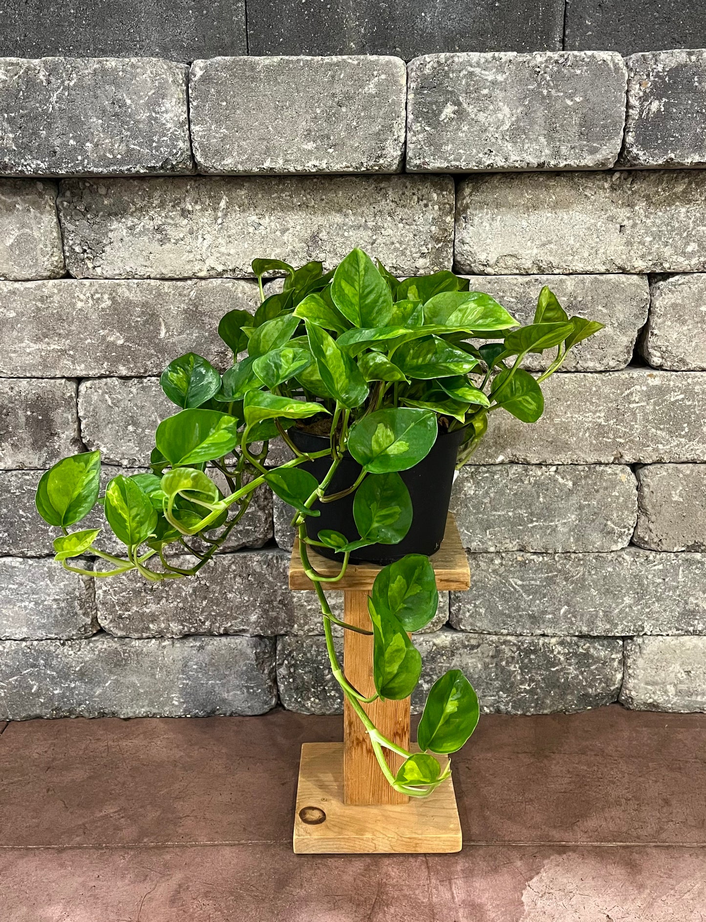 Pothos ‘Global Green’