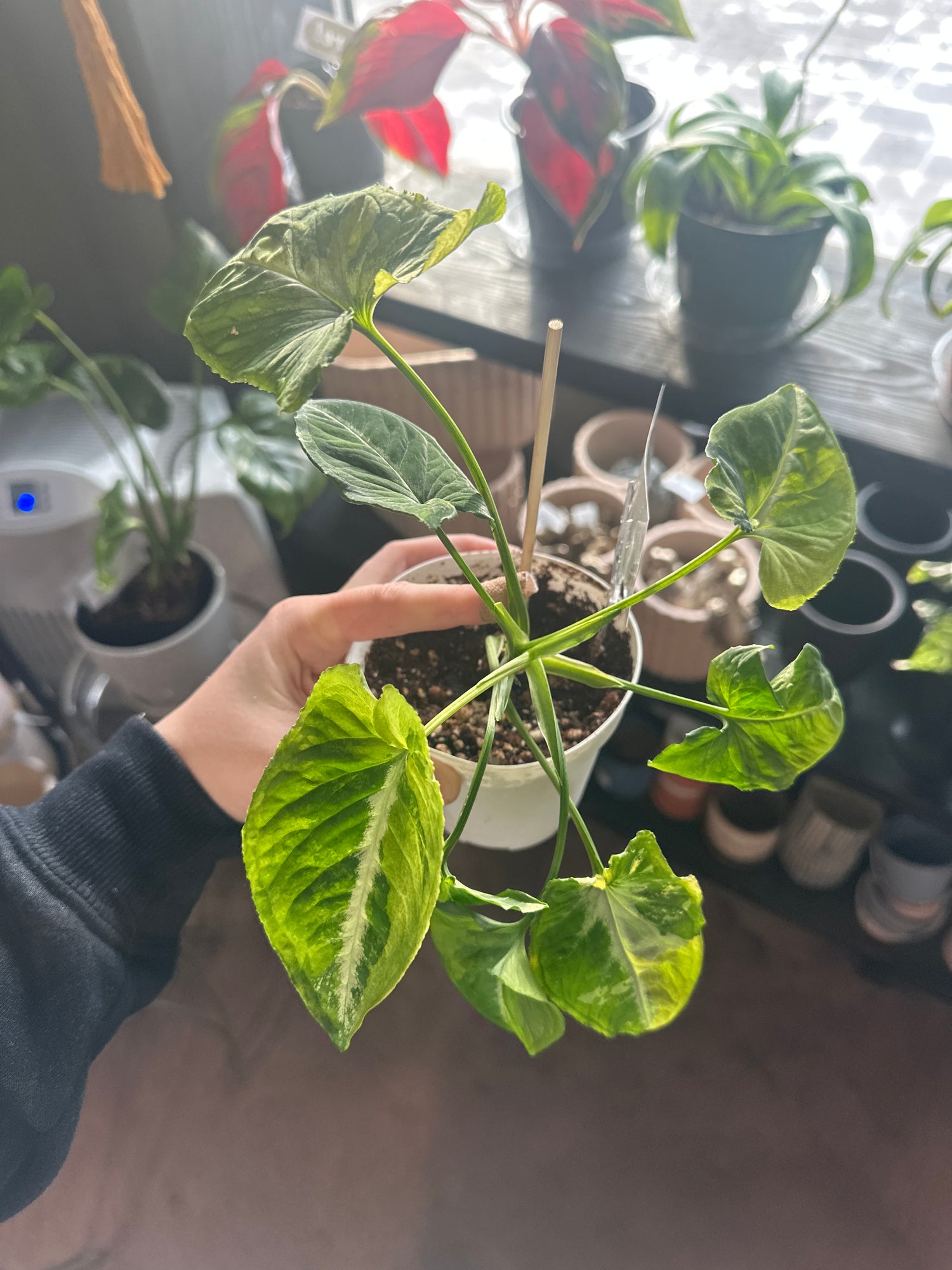 Syngonium Scrambled Eggs