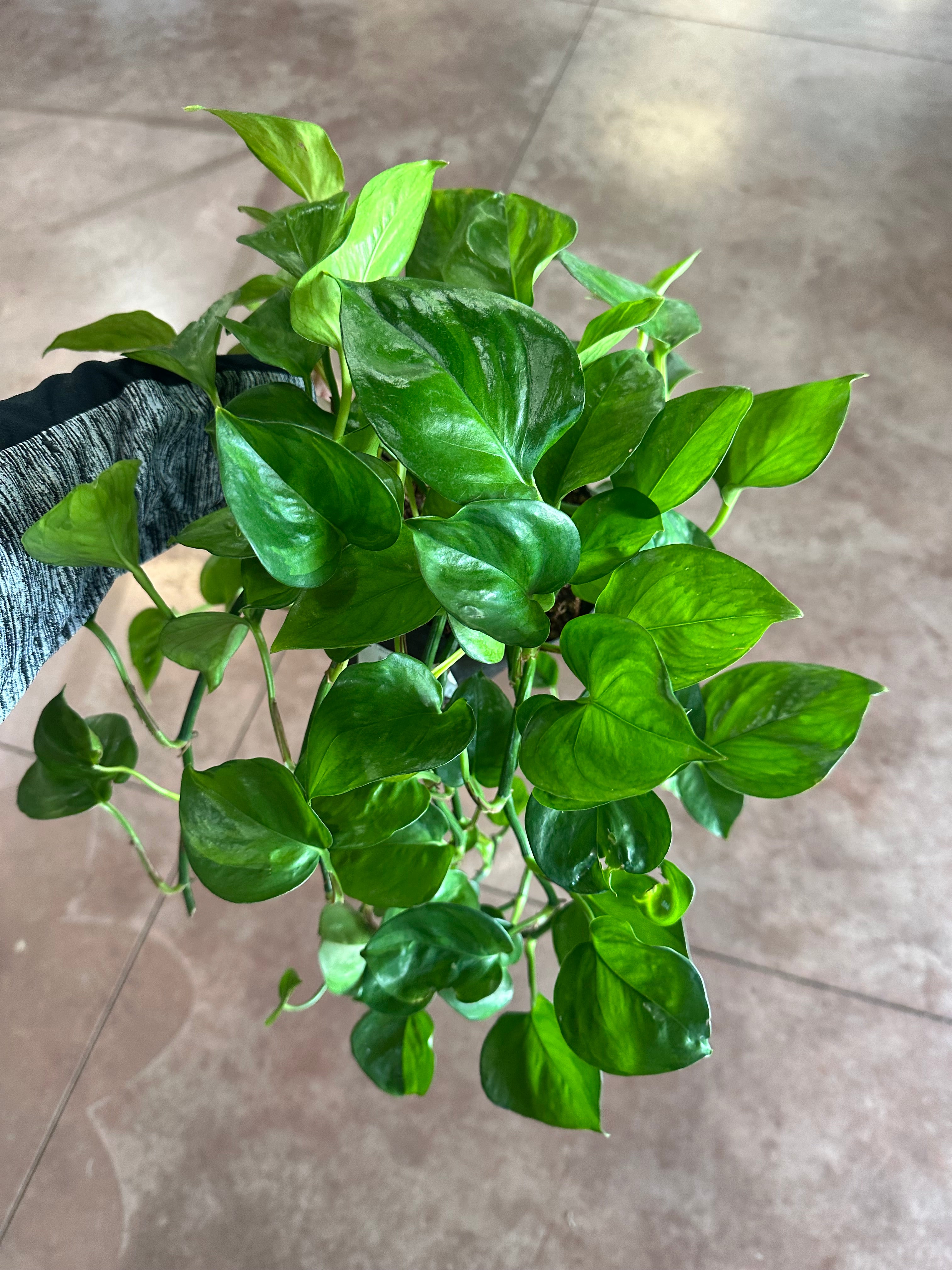 Lemon Top Pothos