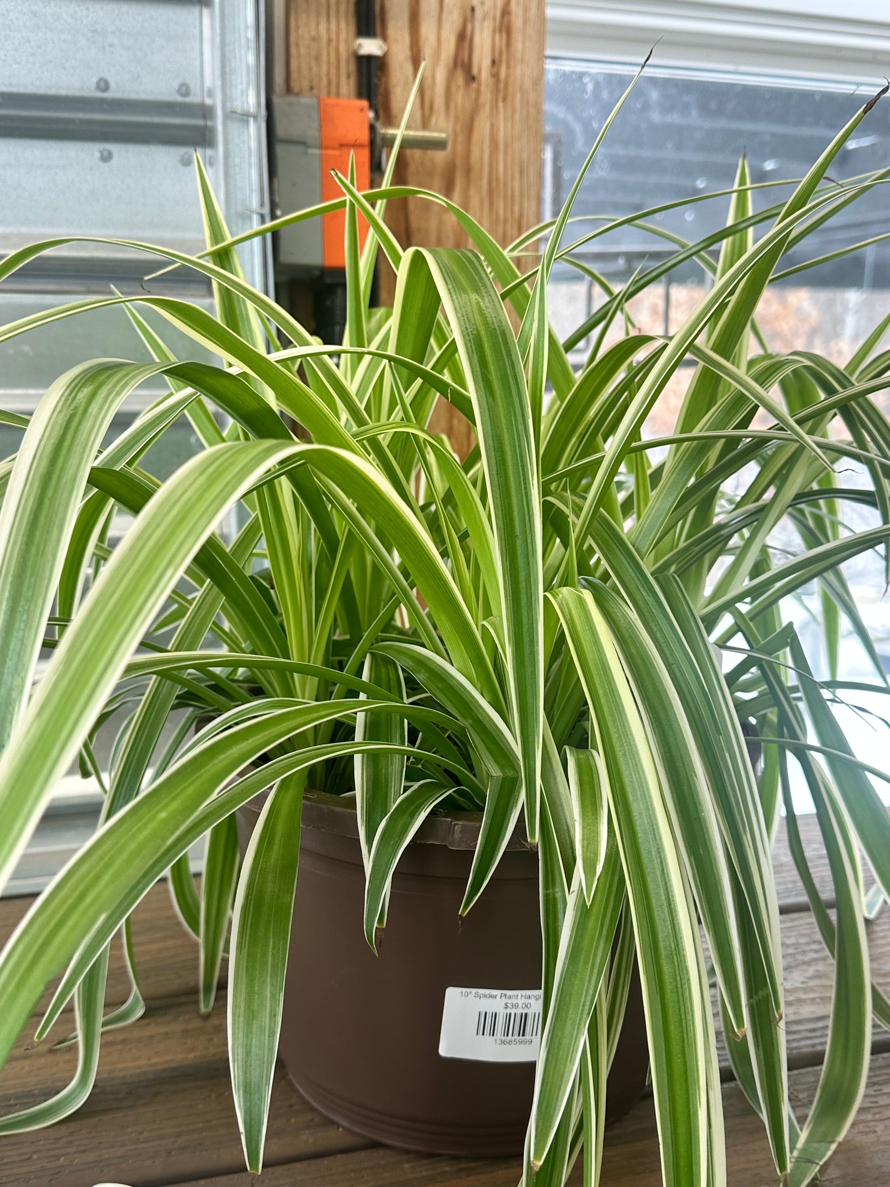 10" Spider Plant Hanging Basket