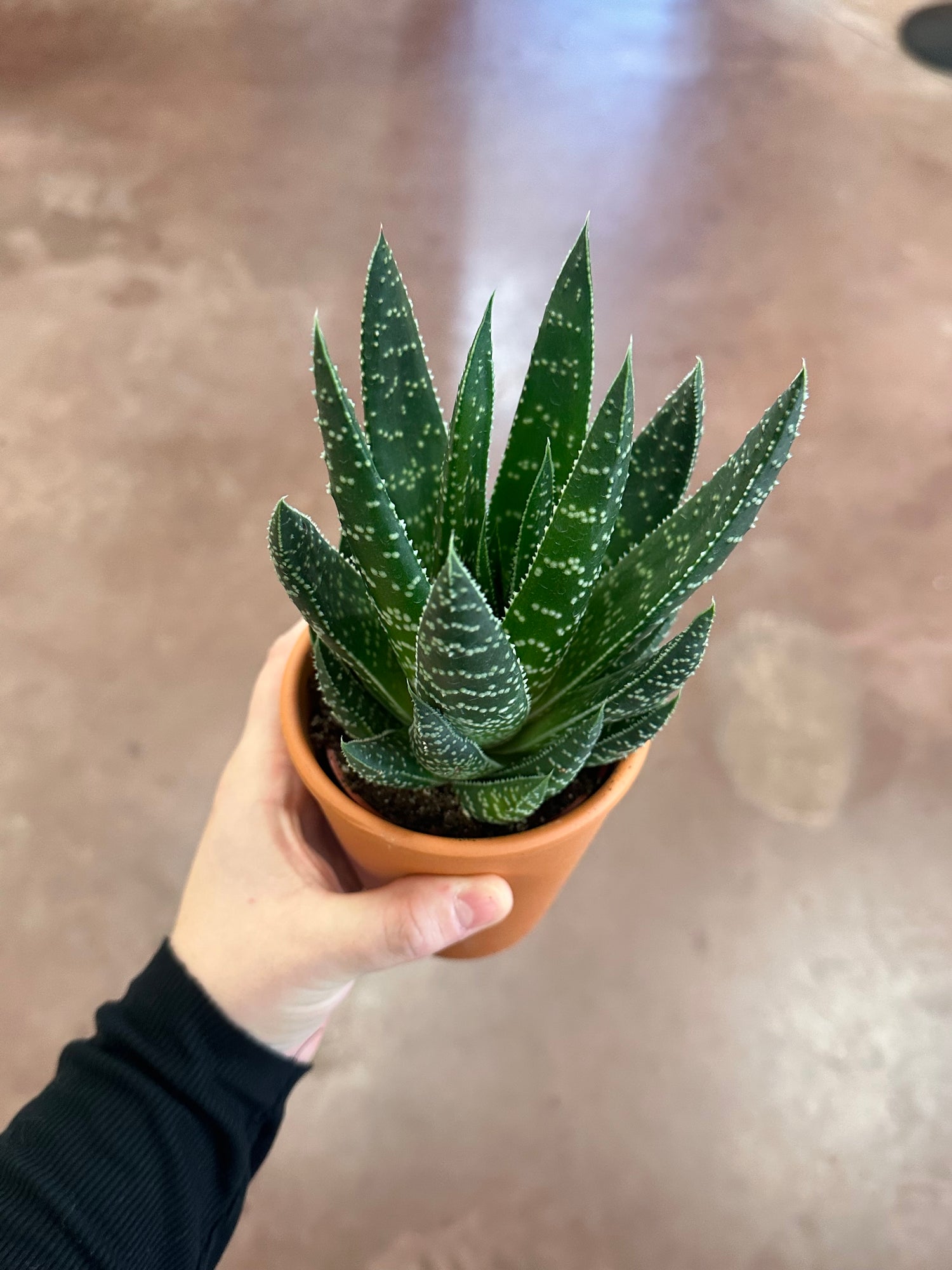 Desert Gem Aloe