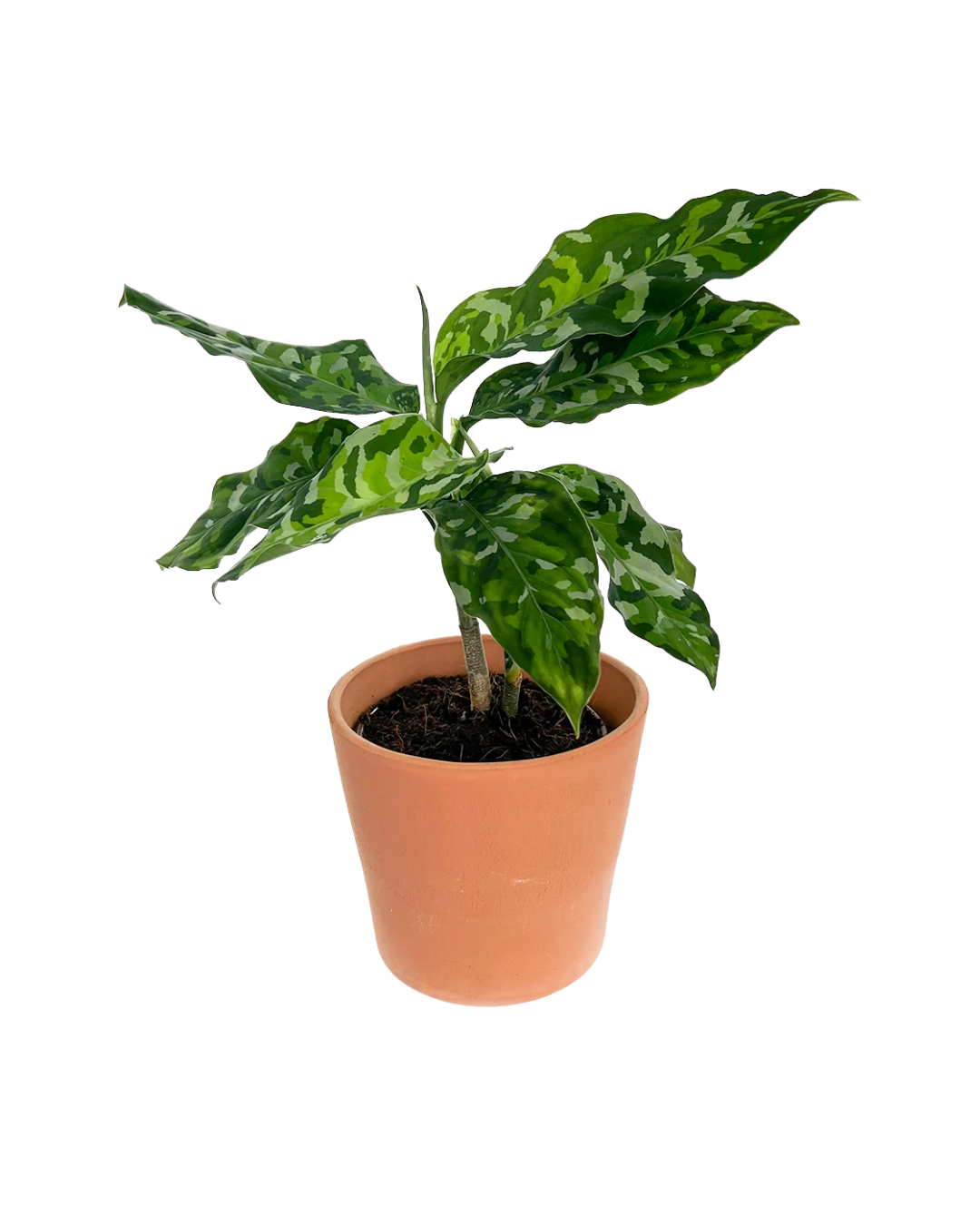Aglaonema Pictum Tricolor