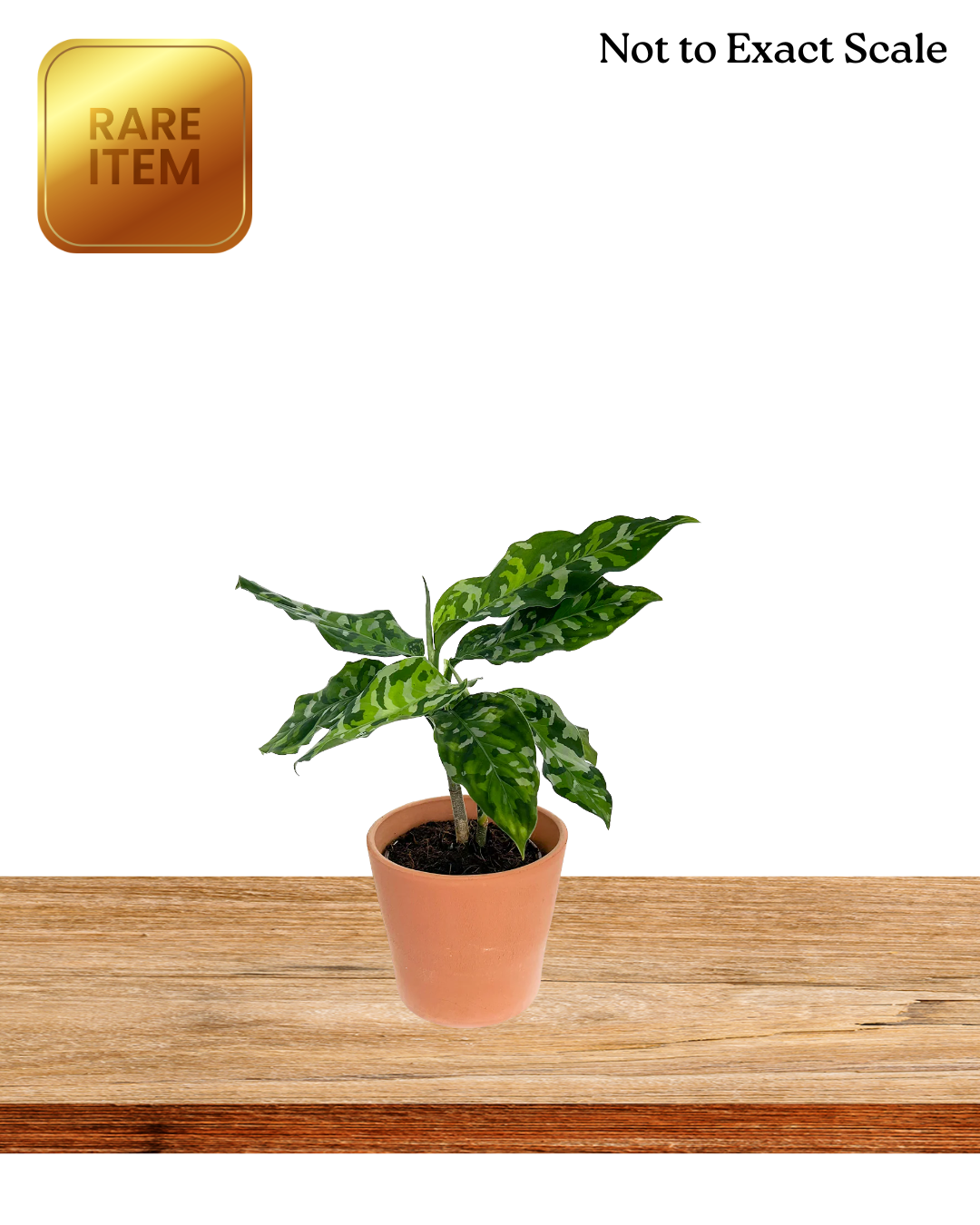 Aglaonema Pictum Tricolor