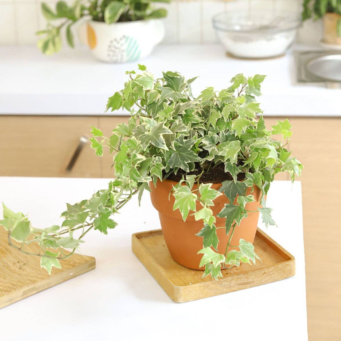 Terracotta Plant Pot