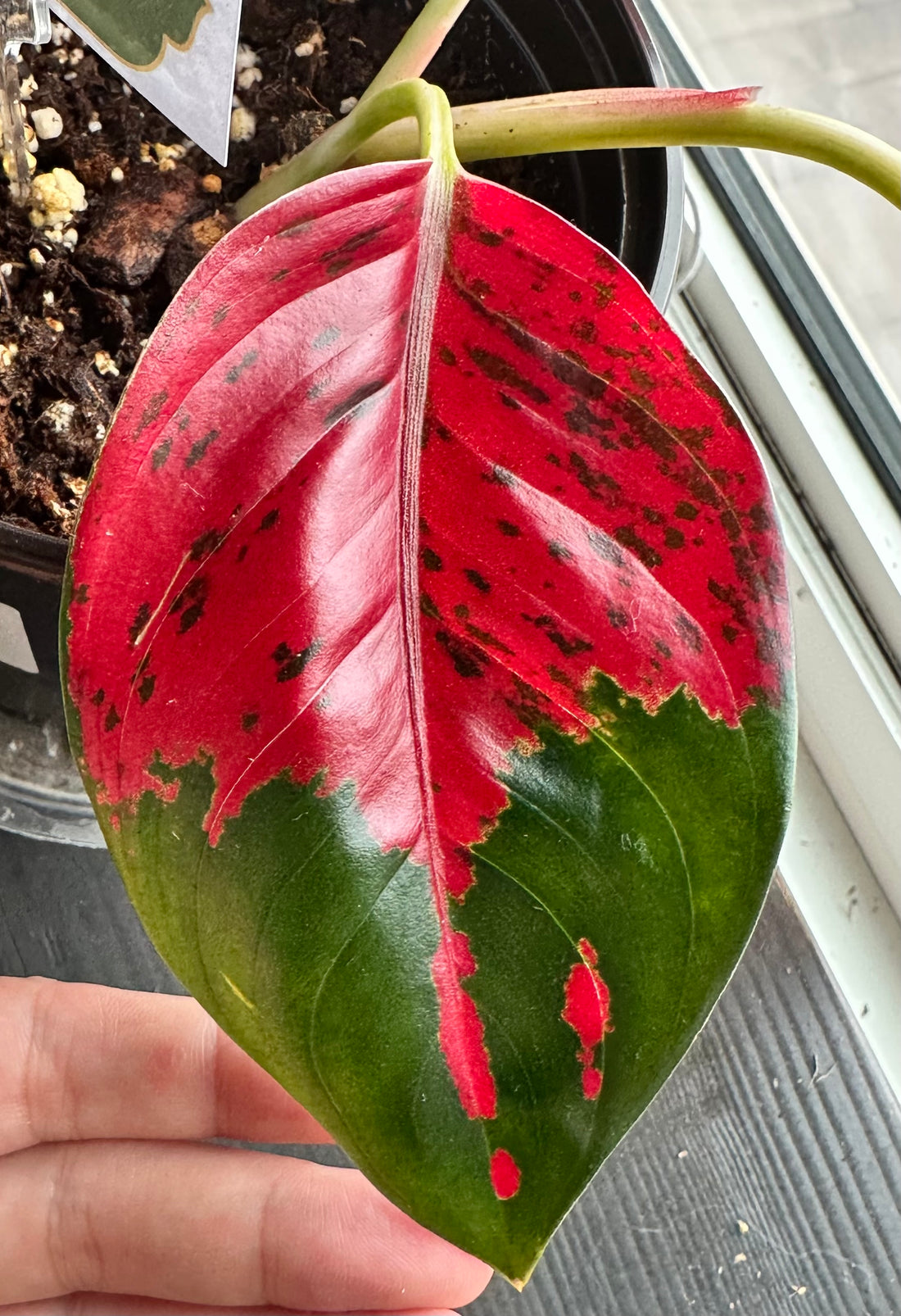 Aglaonema Suksom Jaipong