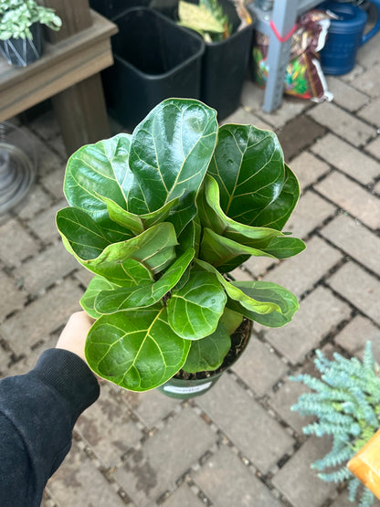 Ficus Lyrata 6"