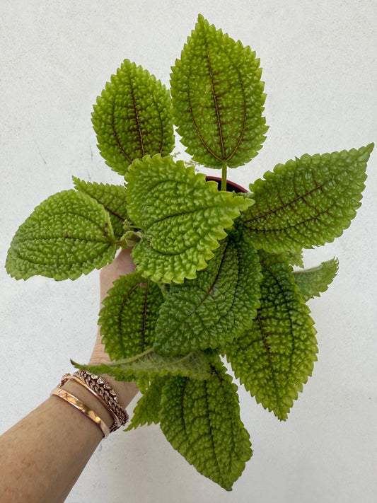 Pilea involucrata “Friendship Plant”