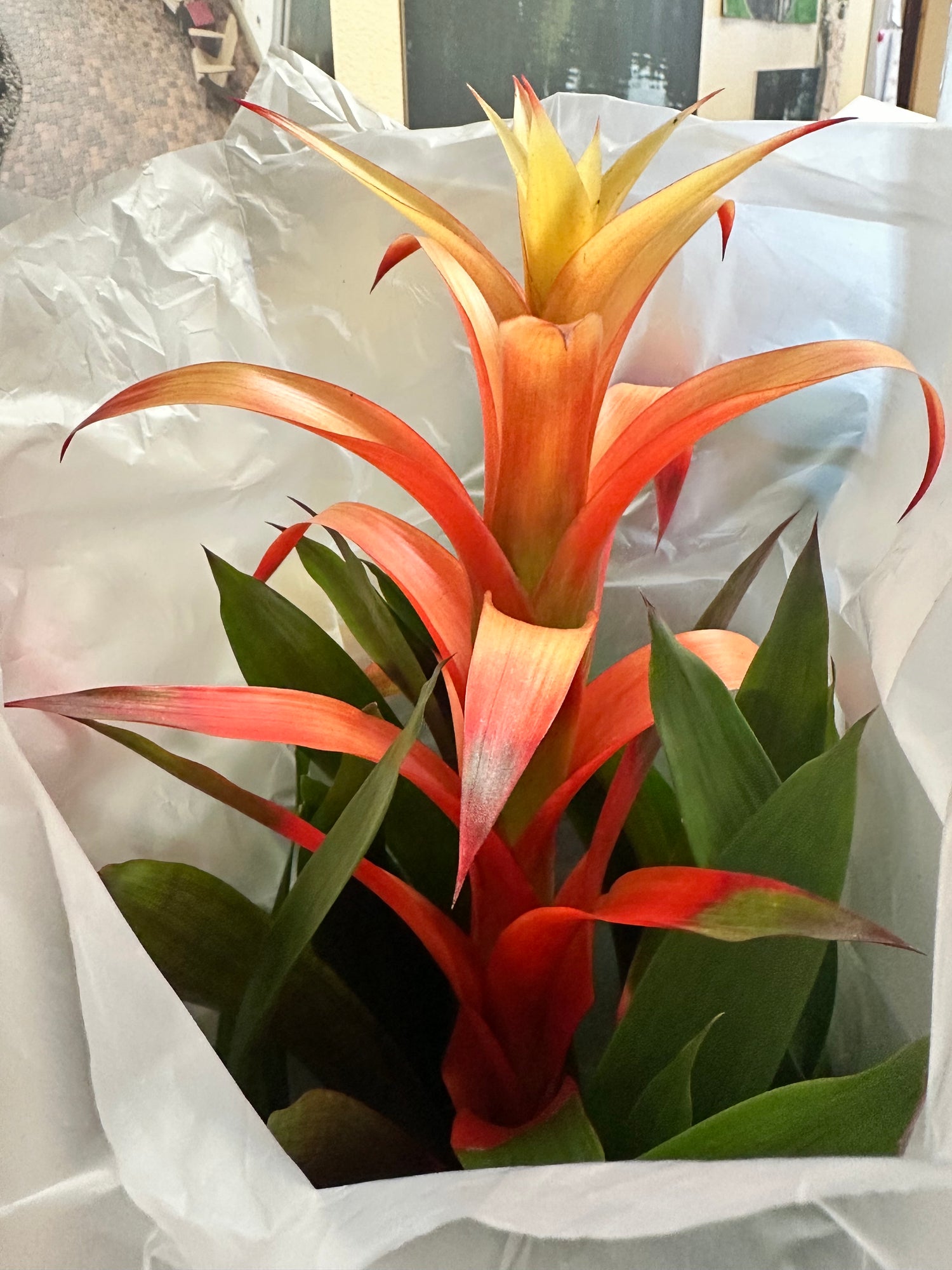 Color Burst Bromeliads