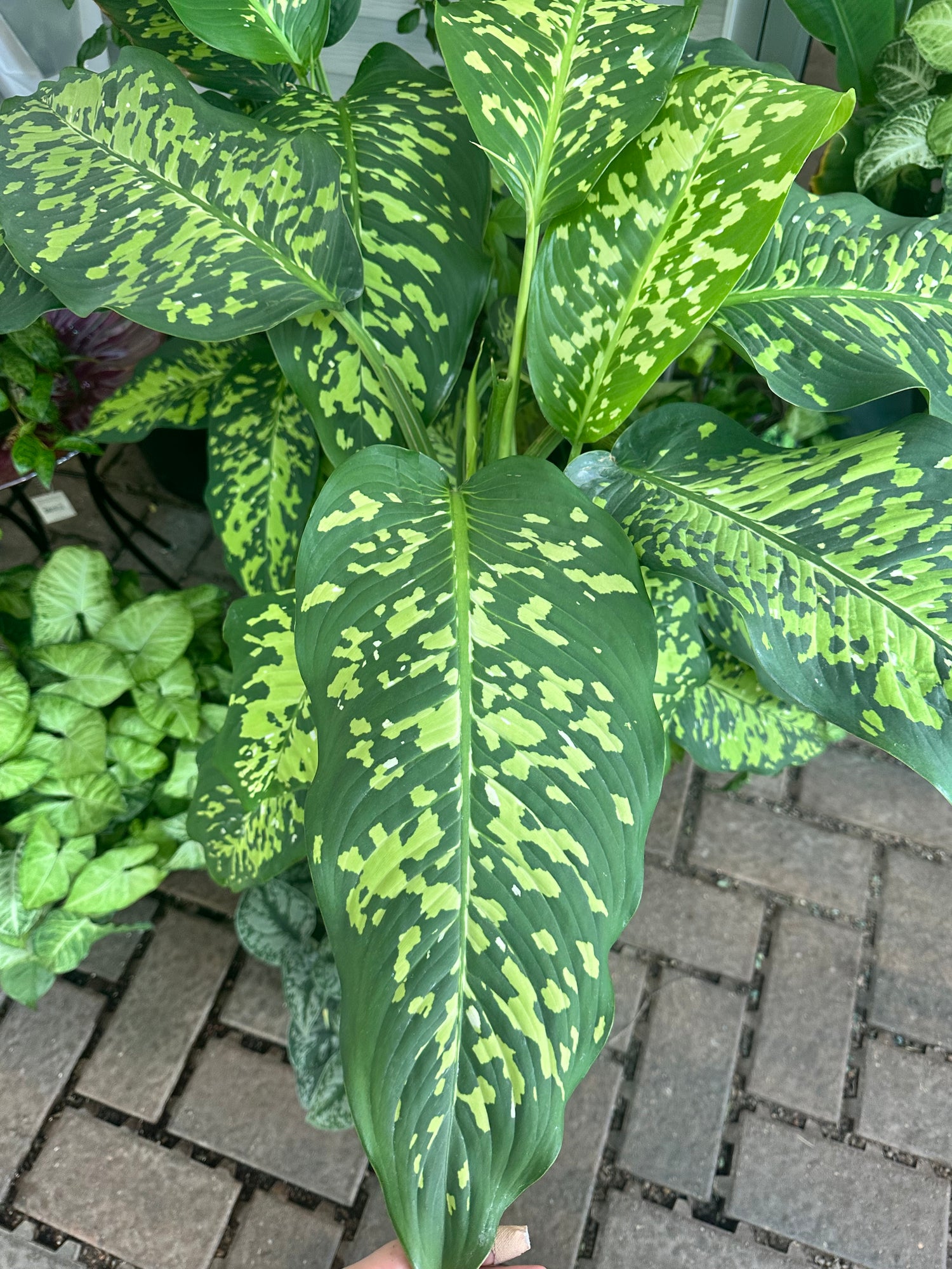 10" Dieff