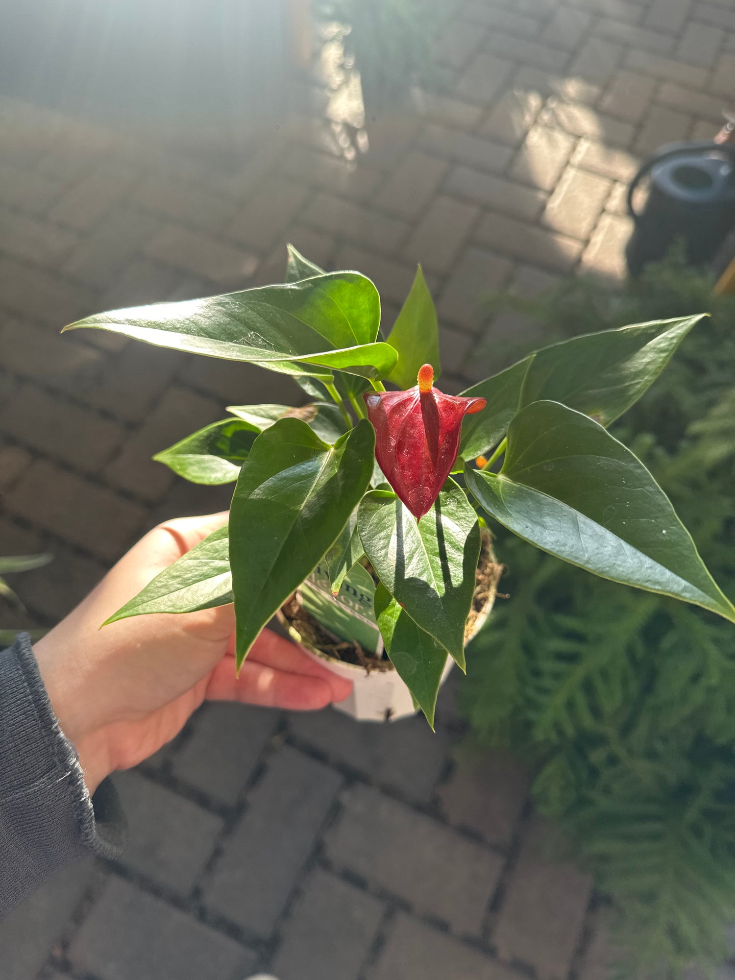 4" Anthurium