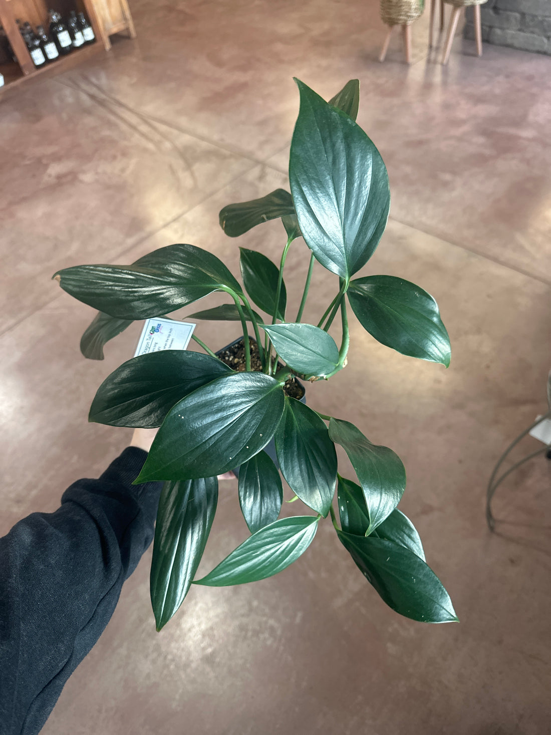 Philodendron &