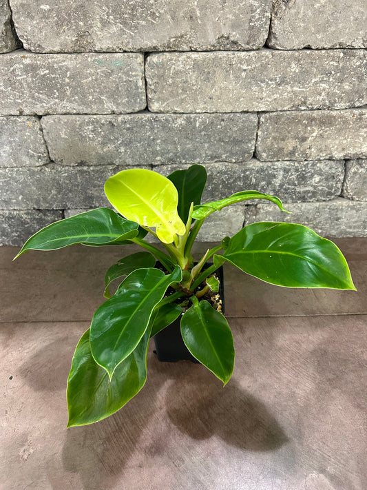 Moonlight Philodendron