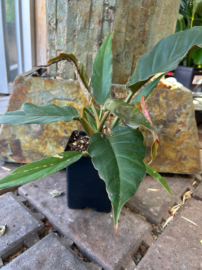 Choco Empress Philodendron