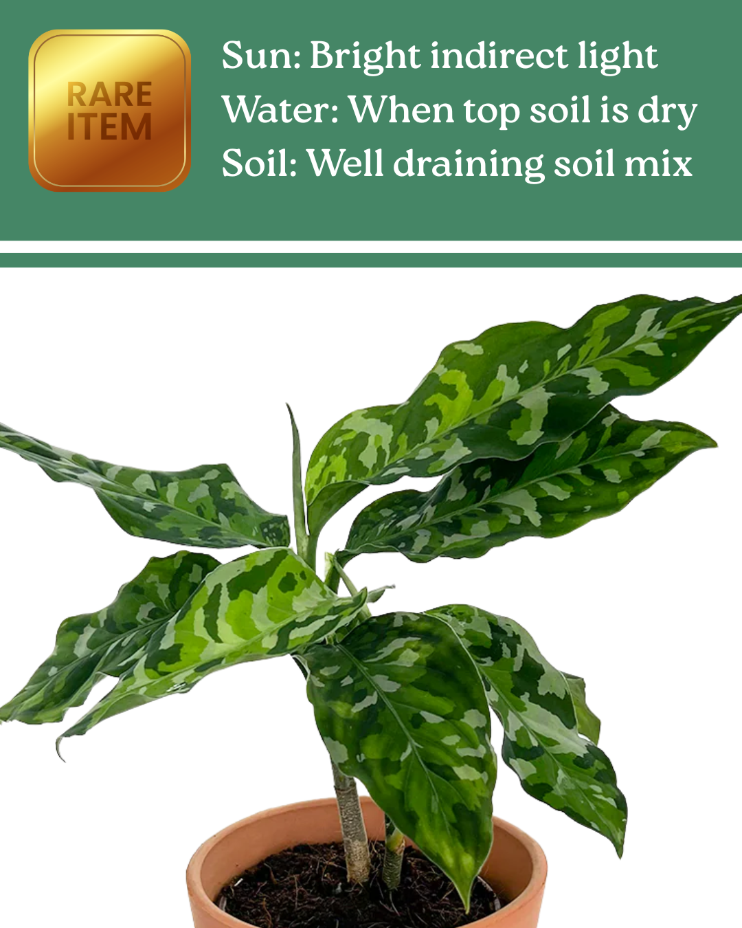 Aglaonema Pictum Tricolor