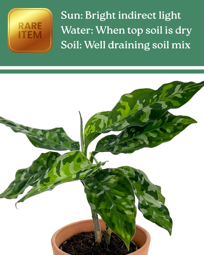 Aglaonema Pictum Tricolor