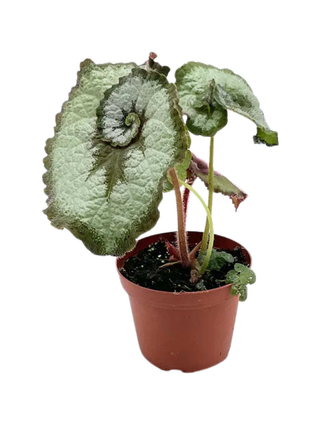 Begonia Escargot
