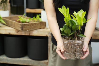 Soil (2Qt) Houseplant Chunky Mix (Aroid/Tropical Mix)