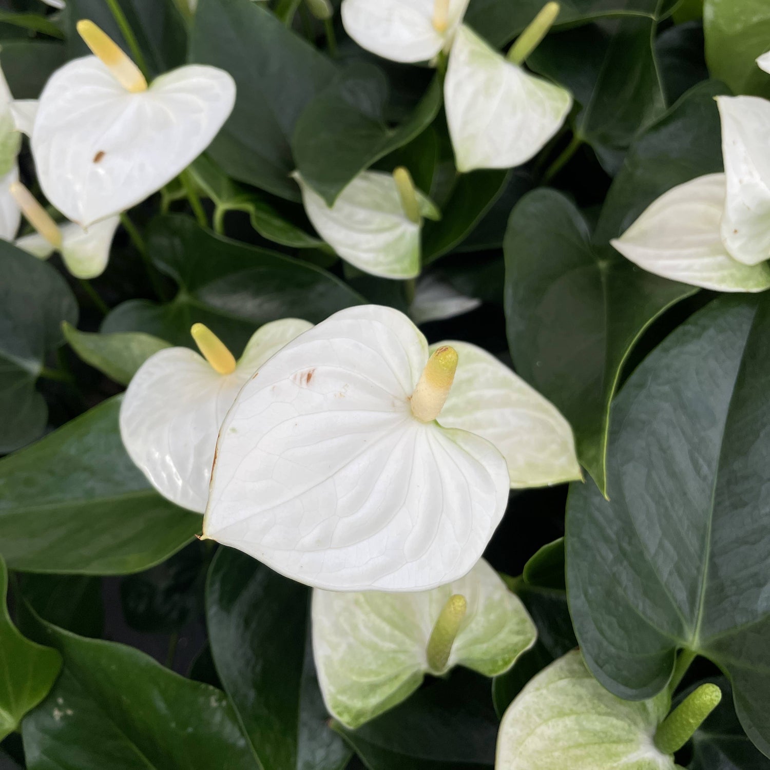 White Anthurium