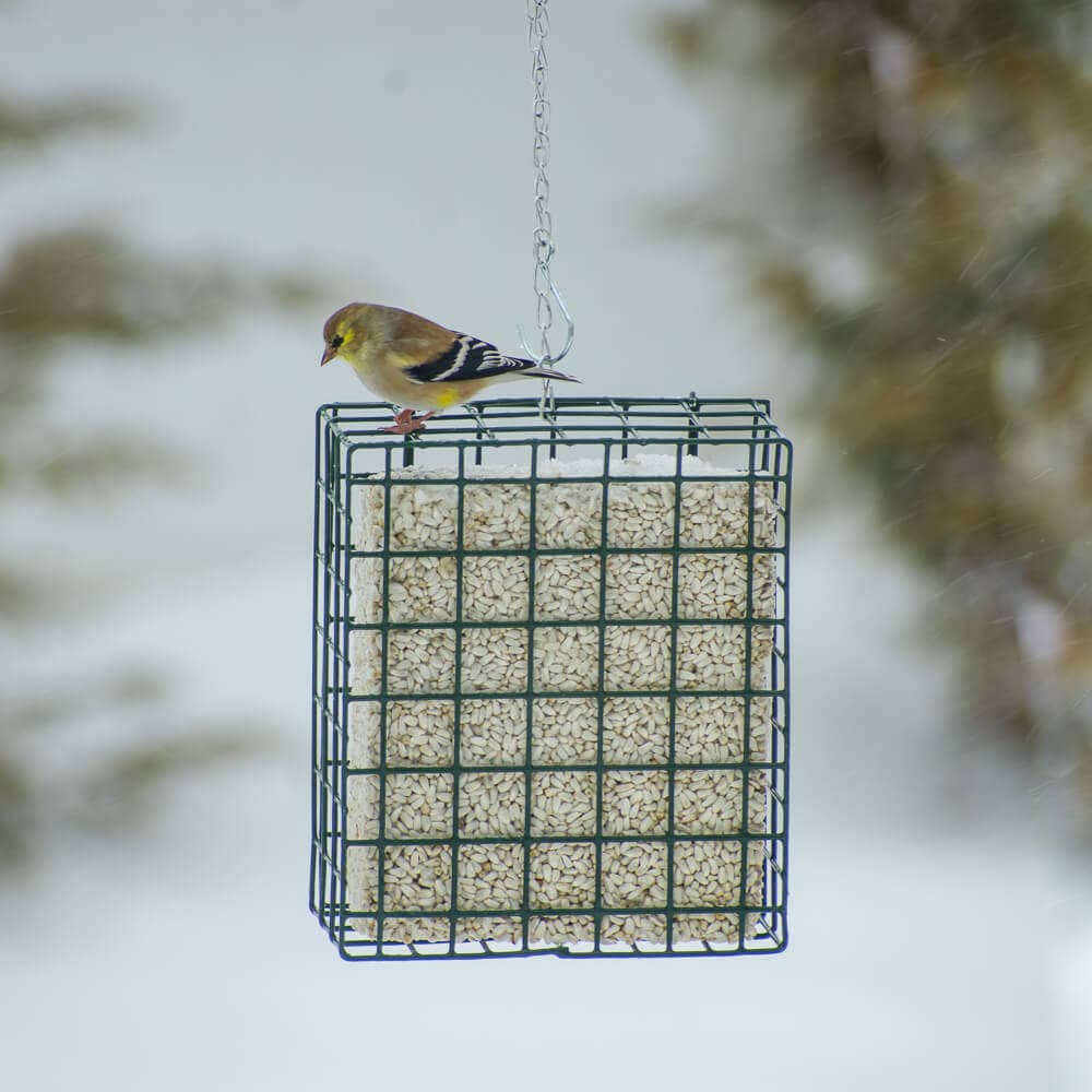 Neat Feeder