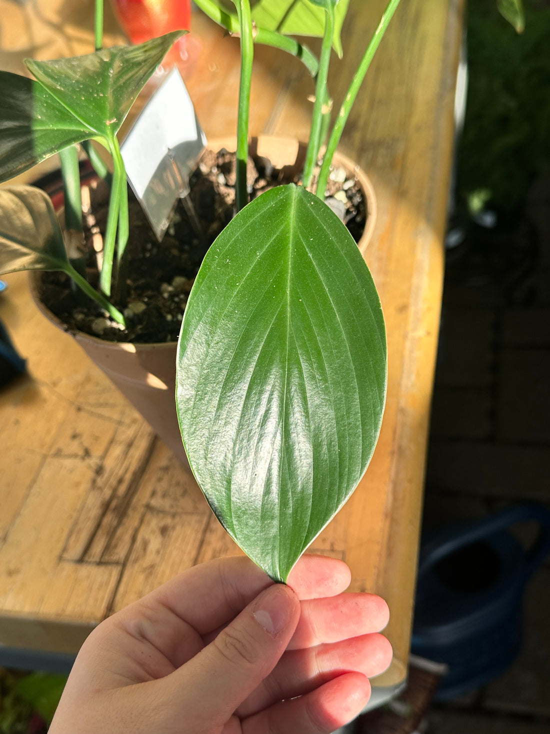 Philodendron Dragon Tail in Metal Tin
