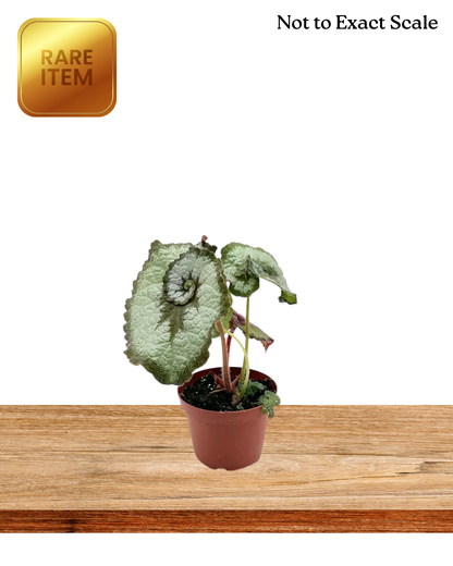 Begonia Escargot
