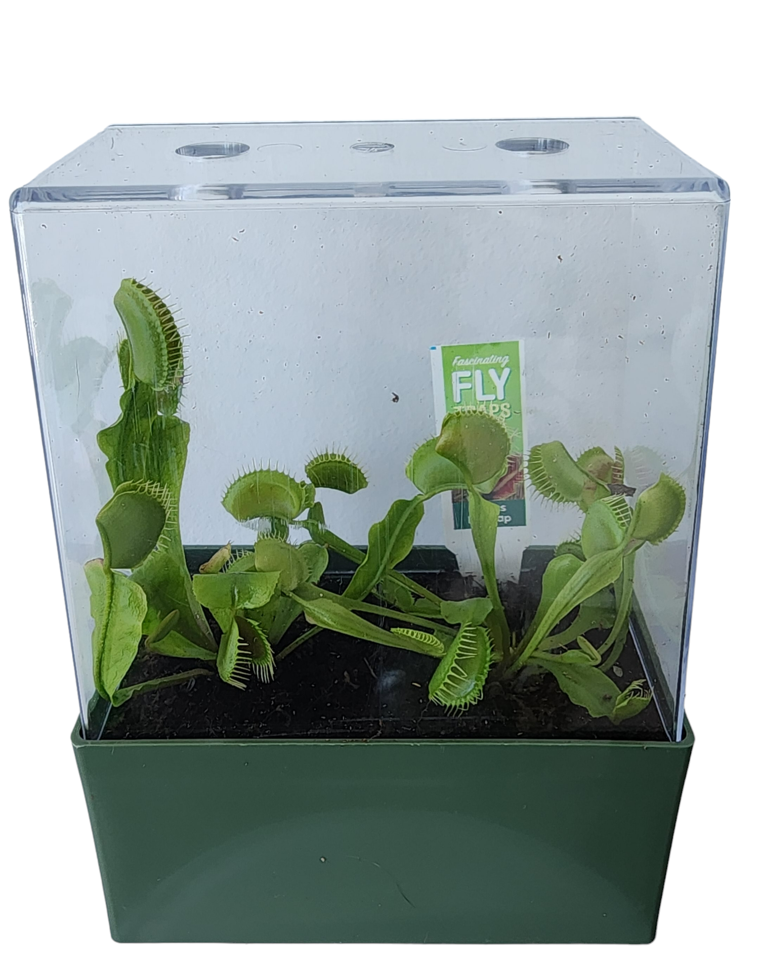 Flytraps Seed Square Terrarium