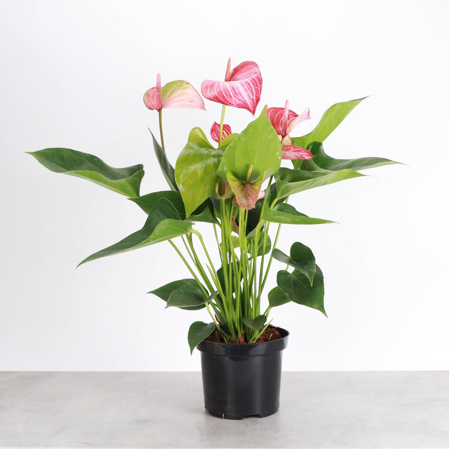 Candy Cane Anthurium