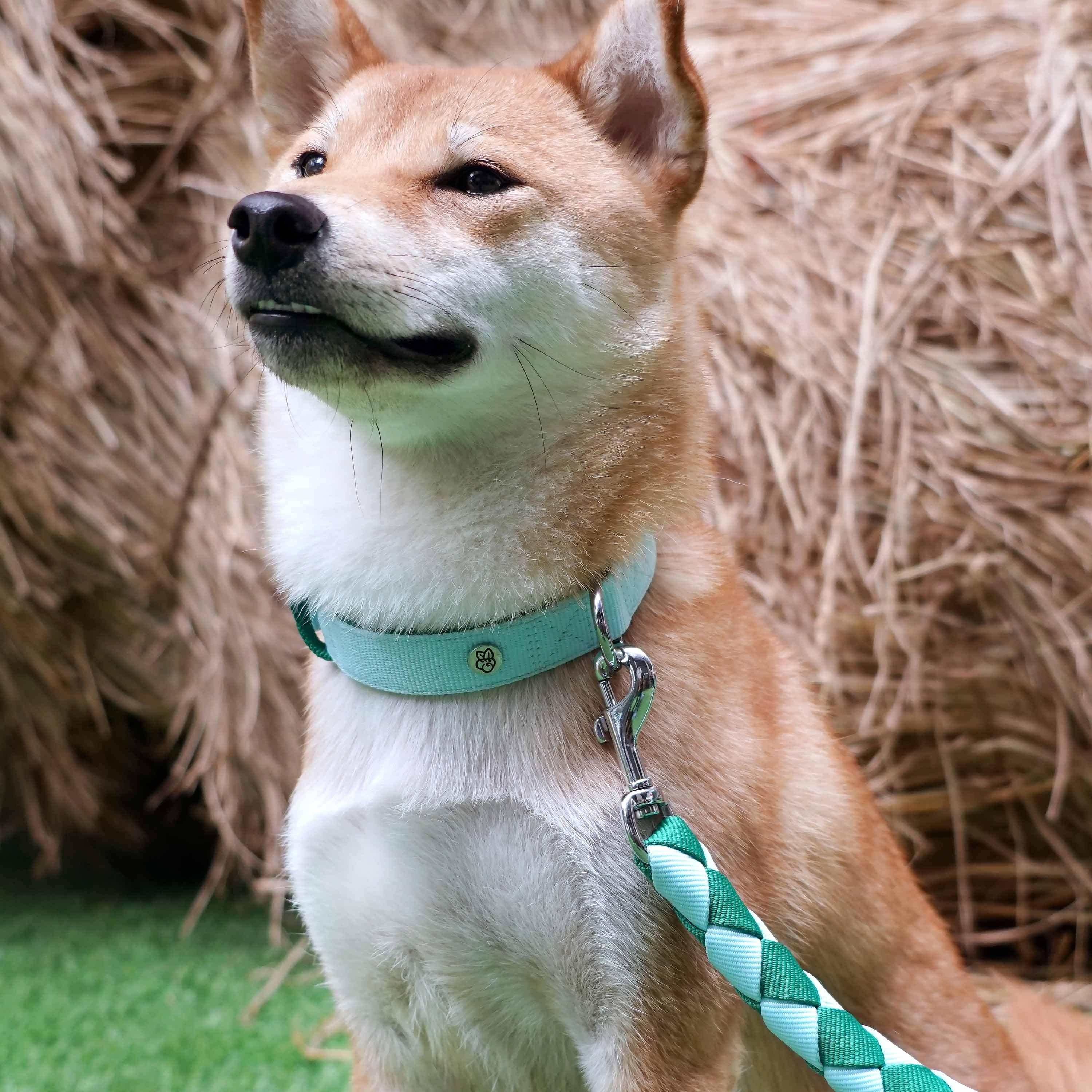 Hand Braided Dog Leash