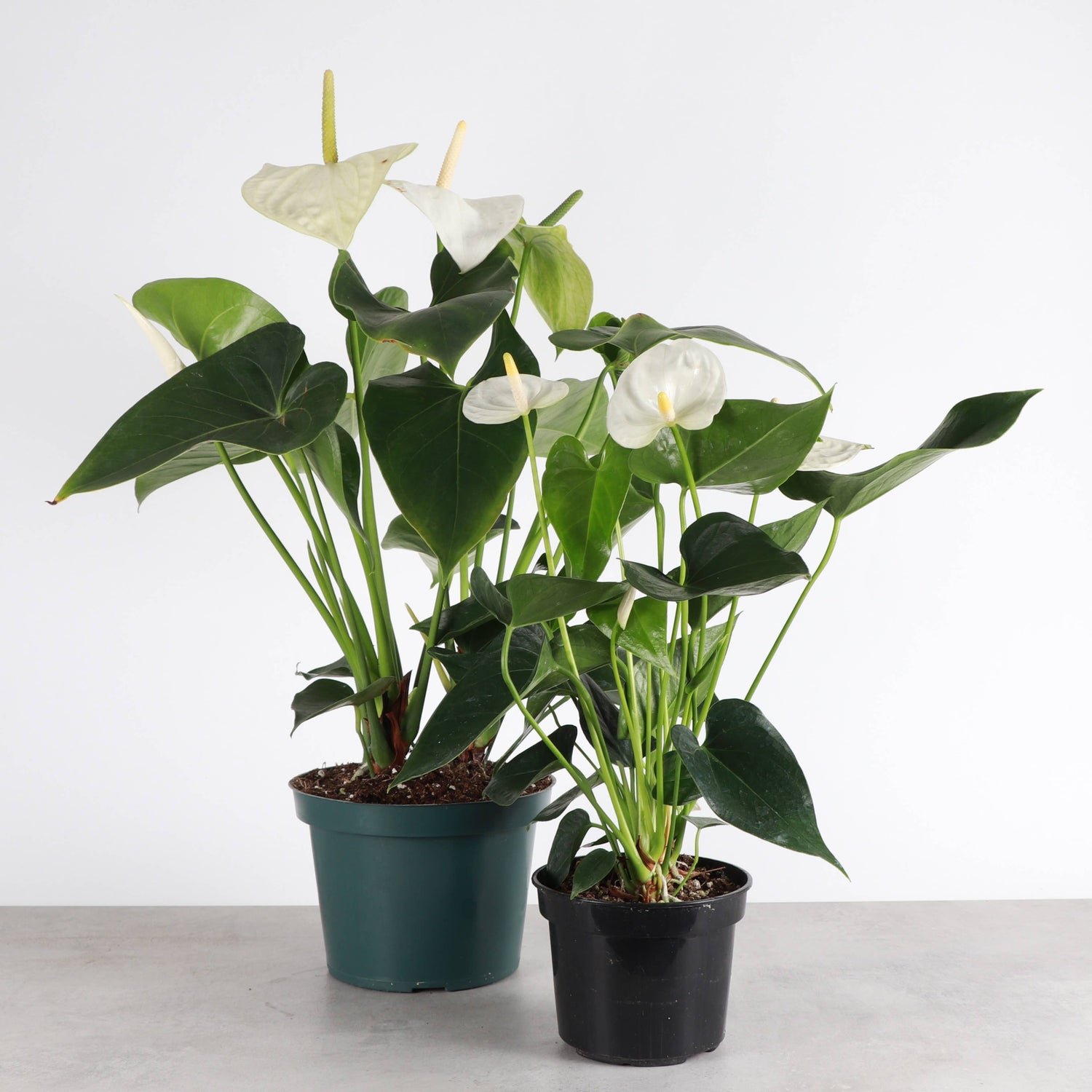 White Anthurium