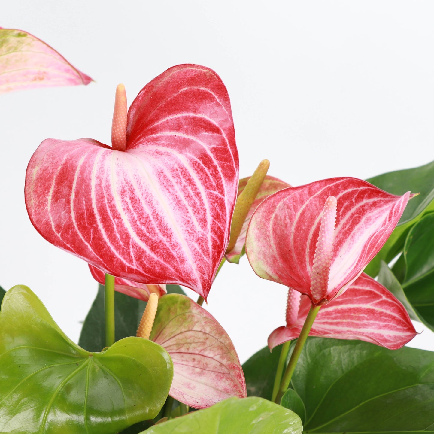 Candy Cane Anthurium