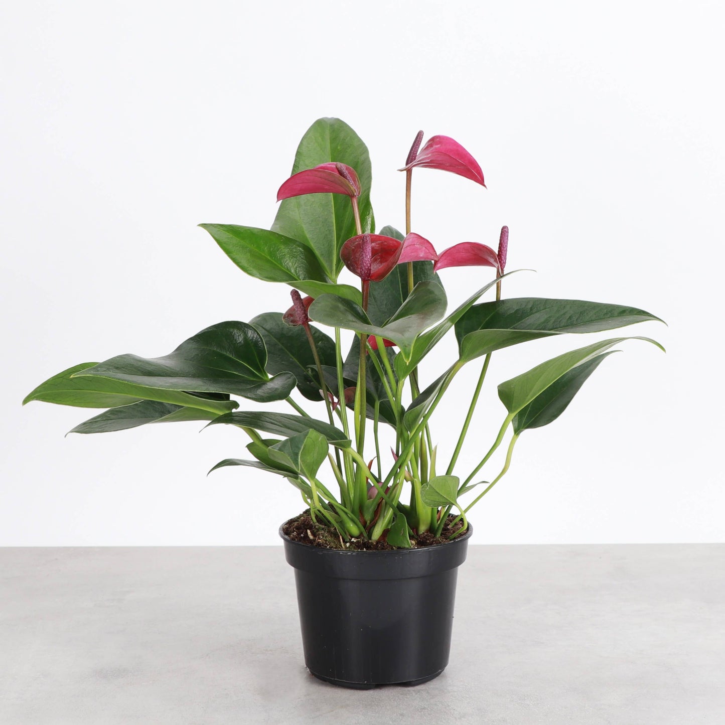 Purple Anthurium