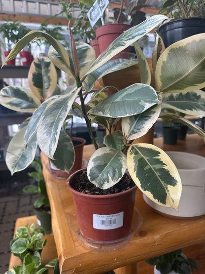 6" Ficus Tineke