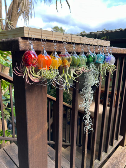 Jellyfish Glass Vessels with Air Plant